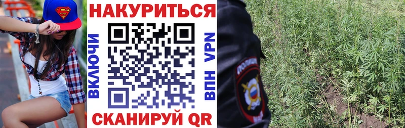 купить наркотики цена  Сосновоборск  Канабис сатива 